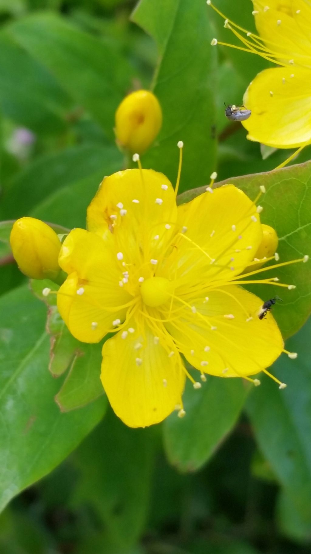 Hypericum androsaemum (Hypericaceae)